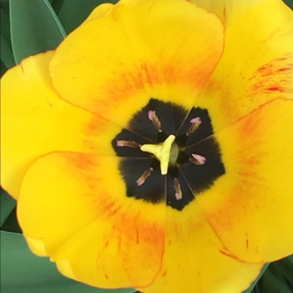 Meet your Posher, Lori